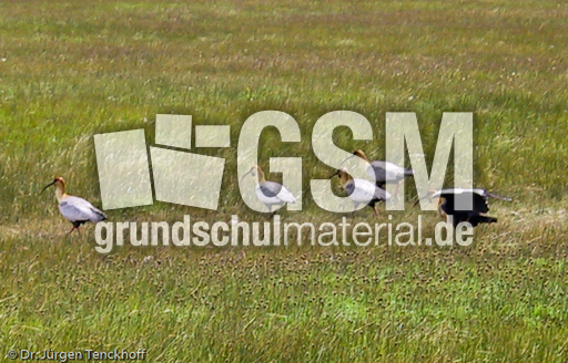 Schwarzzügelibis (2 von 15).jpg